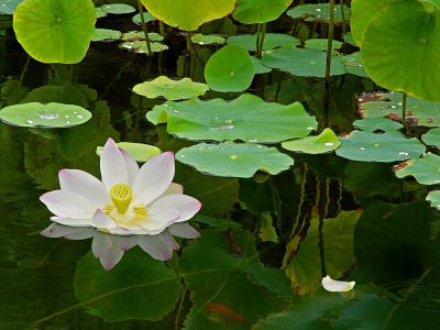 White Water Lily with Goldfish