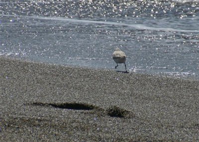 Running Plover
