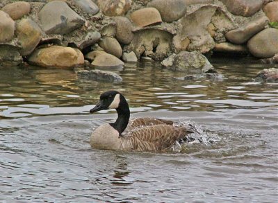 Canada Goose Bath