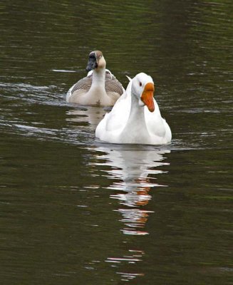 Chinese Geese