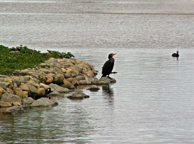 Cormorant Island