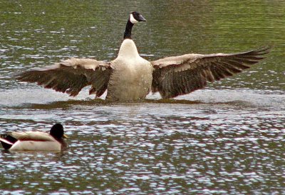 Bathing Goose