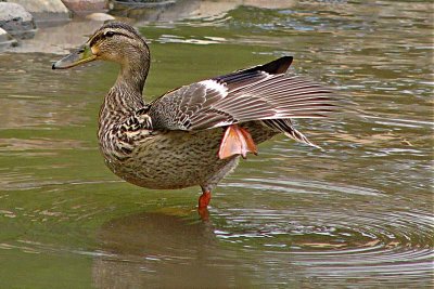 One-Footed Stance