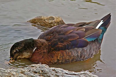 Multi-Colored Duck