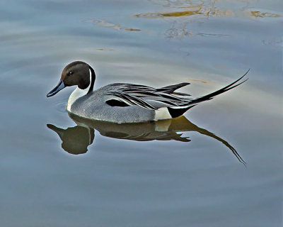 Pintail at the Civic Center Pond