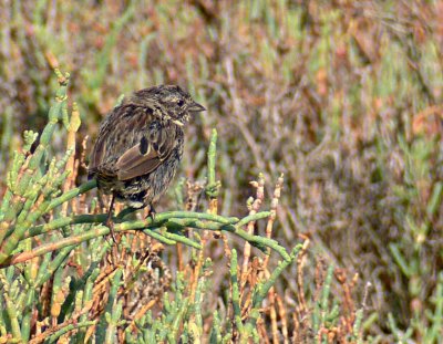 Bird on Pickleweed