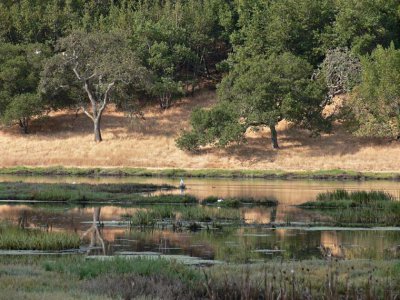 Pond Reflections