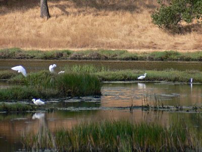 Egrets