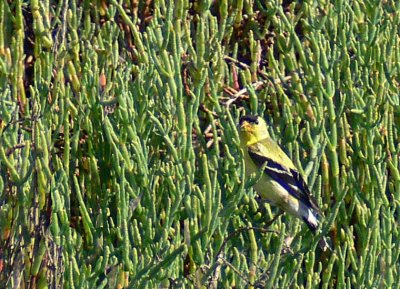 Goldfinch
