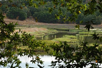 Tree-framed Marsh