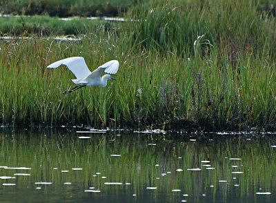 Egret Flies By