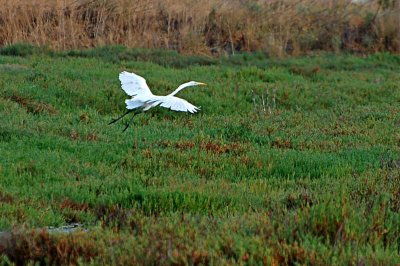 Great Egret Flaps