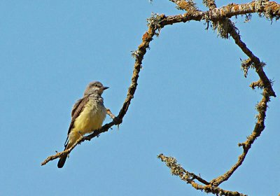 Western Kingbird