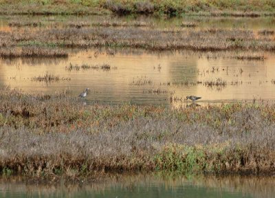 Shorebirds