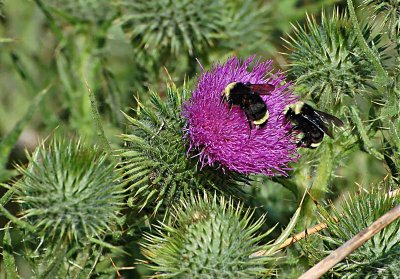 Thistle & Bees