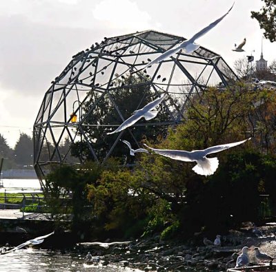 Gulls In Flight and Geodesic Dome