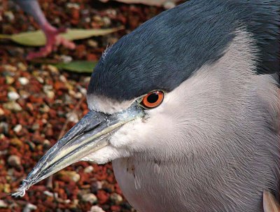 Featherly Face