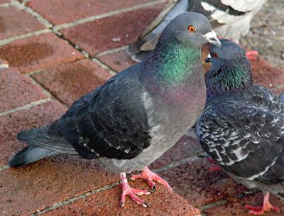 Pigeon Colors