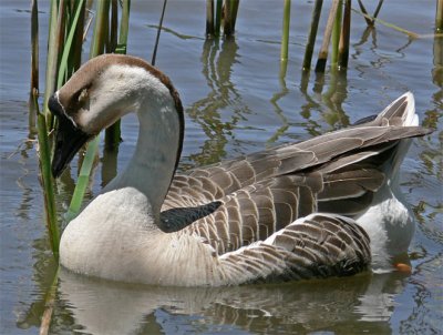 Chinese Goose