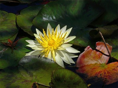 Another Water Lily