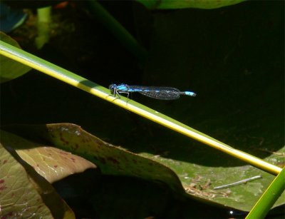 Circumpolar Bluet - Damselfly