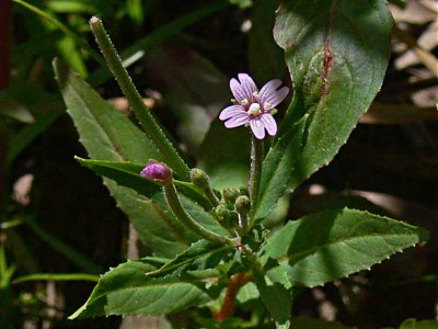 Glandular Willow-Herb