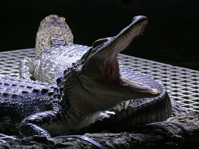 Alligator Yawn