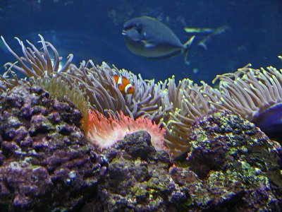 Hiding in the Anemone Reeds'