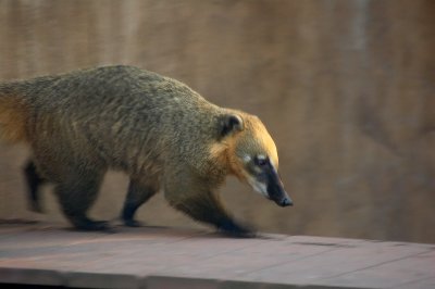 Coati On the Move