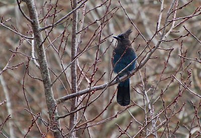 Steller's Jay