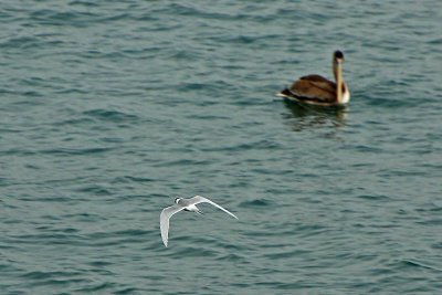 Forster's Tern and Pelican