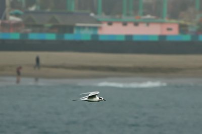 Forster's Tern Sailing Low
