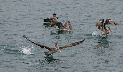 Pelican Take-off