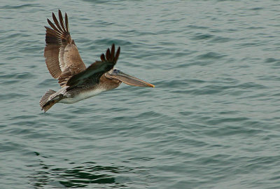 In Flight