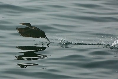 Steps of a Cormorant