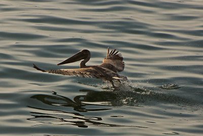 Pelican Lift Off