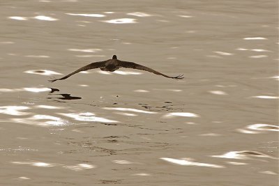 Sepia Flight