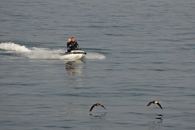 Jet Ski with Cormorants