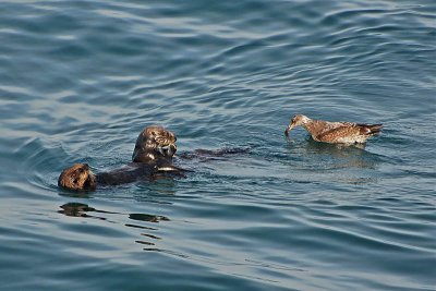 Otters with Gull