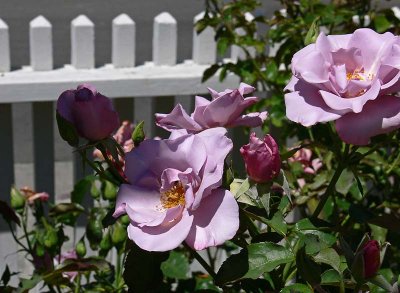 Purple Roses