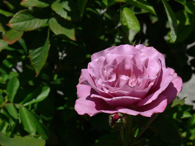 Single Purple Rose