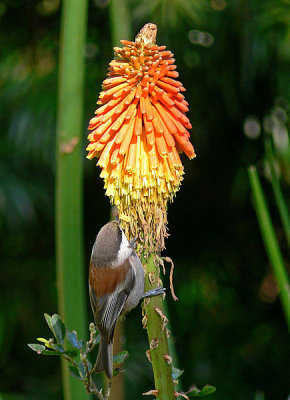 The Chestnut Back