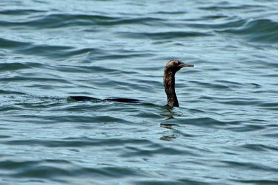 Pelagic Cormorant