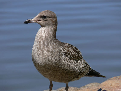 Young Gull