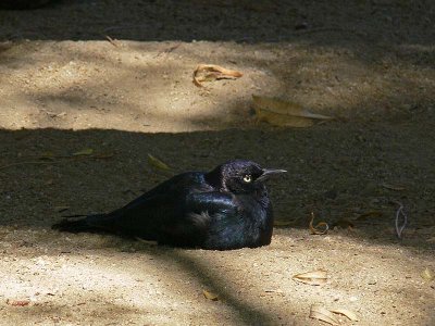 Brewers Blackbird Nestled in Dirt