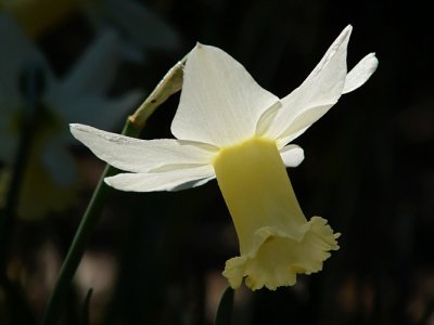 Daffodil UFO