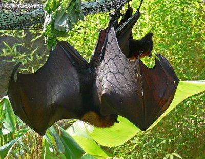 Flying Foxes (Bats)