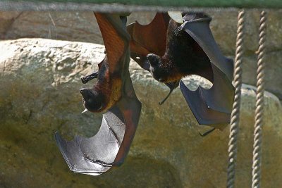 2 Bats
