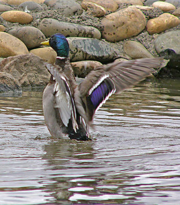 Flapping Wings