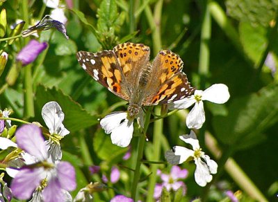 Painted Lady